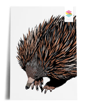 echidna print