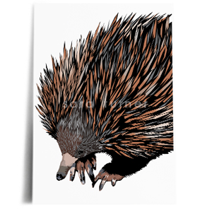 echidna print