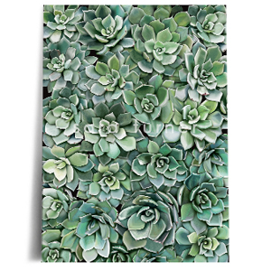 succulent wall print