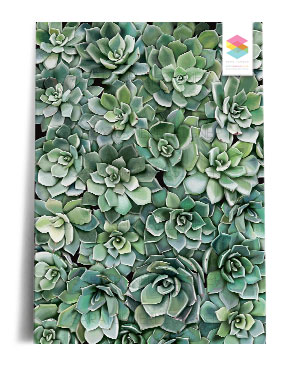 succulent-wall print