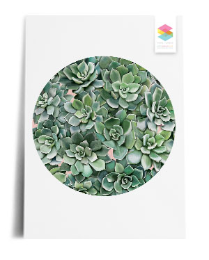 succulent-wall print