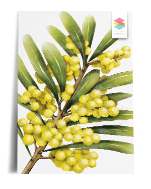 wattle-white print