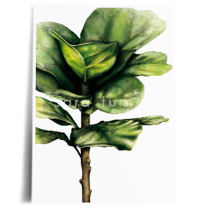 Fiddle Leaf Fig print