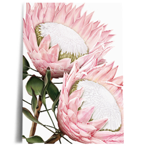 king protea white print