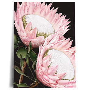 king protea black print