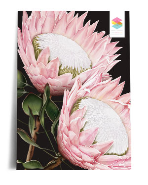 king-protea-black print