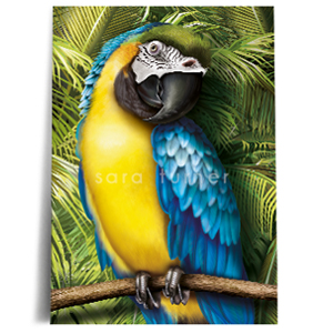 macaw print