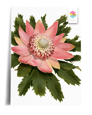 pink waratah print